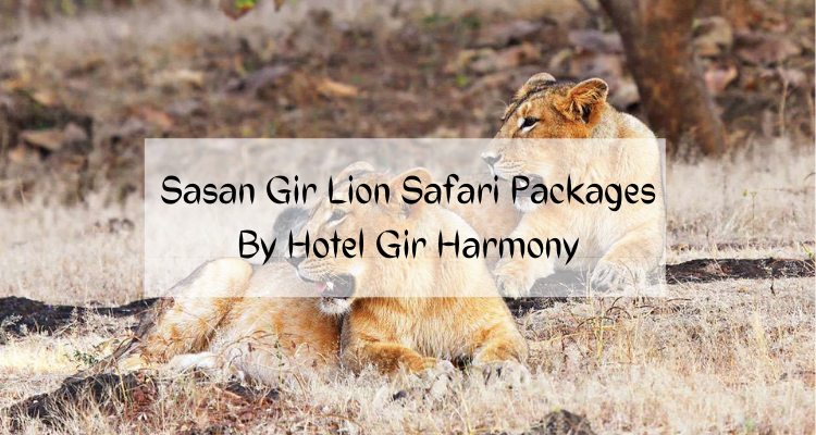 Sasan Gir lion safari packages
